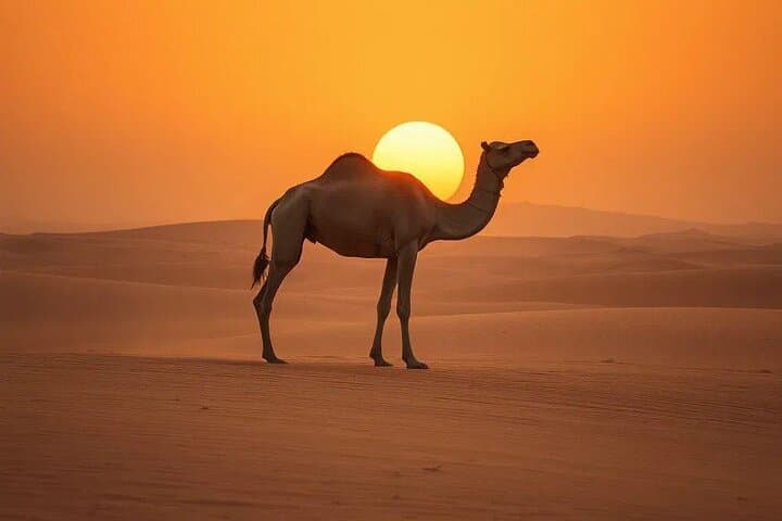 Dubai Morning 30-Minute Private Camel Safari — Dune Ride with Pickup photo 2