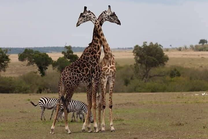 Nairobi City Tour with Giraffe Centre & Elephant Orphanage - 5-Hour Cultural and Wildlife Experience