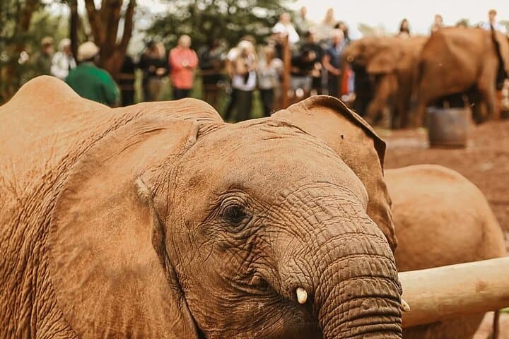 Nairobi City Tour with Giraffe Centre & Elephant Orphanage - 5-Hour Cultural and Wildlife Experience photo 2