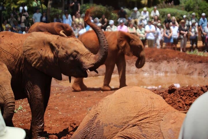 Nairobi City Tour with Giraffe Centre & Elephant Orphanage - 5-Hour Cultural and Wildlife Experience photo 3