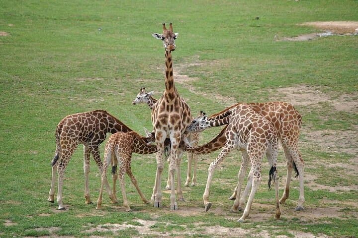 Nairobi City Tour with Giraffe Centre & Elephant Orphanage - 5-Hour Cultural and Wildlife Experience photo 6