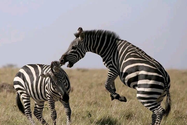 3-Day Masai Mara Safari: Witness the Great Migration and Big Five photo 2