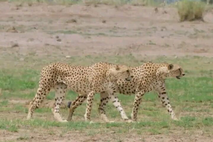 3-Day Masai Mara Safari: Witness the Great Migration and Big Five photo 3