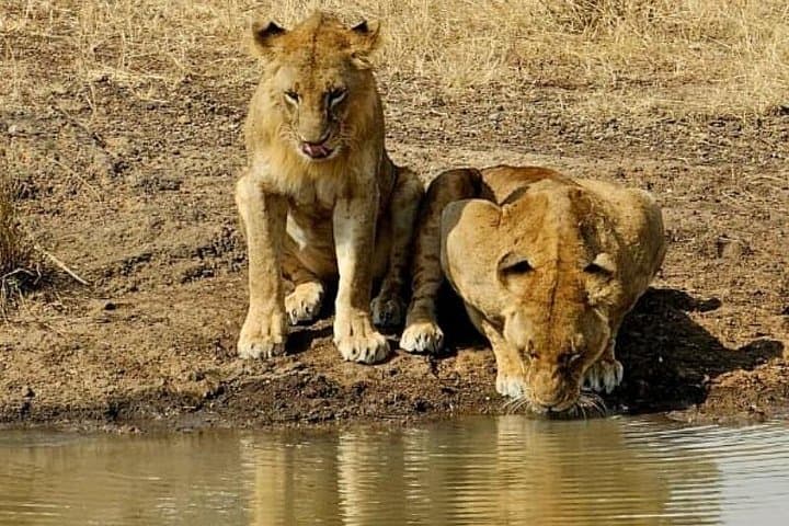 3-Day Masai Mara Safari: Witness the Great Migration and Big Five photo 4