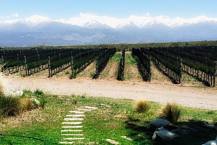 Uco Valley Wine Tour — Premium Small-Group Winery Experience in Gualtallary photo 3