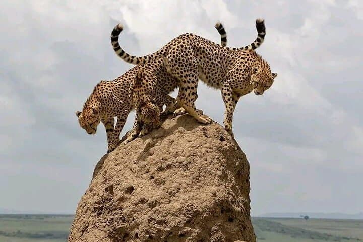 3-Day Masai Mara Safari: Witness the Great Migration and Big Five photo 1