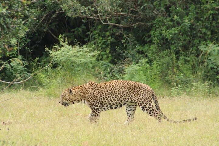 12-Hour Wilpattu National Park Safari — Private Full-Day Jeep Wildlife Tour photo 4