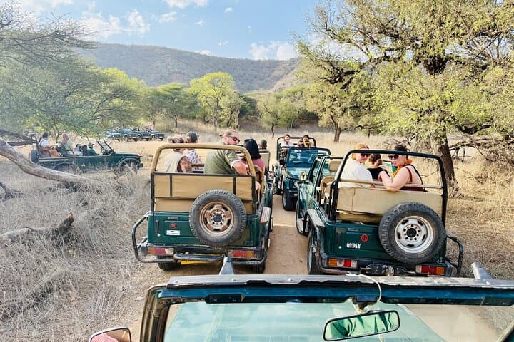 Private Gypsy Safari in Ranthambore Tiger Reserve — Half‑Day Wildlife Drive from Sawai Madhopur photo 2