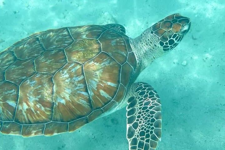 Mauritius Dolphin Swim, Turtle Watching & Île-aux-Bénitiers BBQ — Crystal Rock Boat Tour photo 1