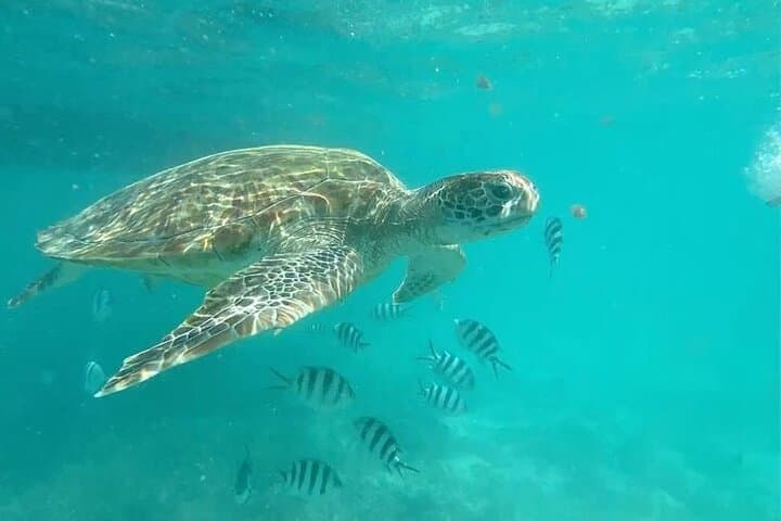 Mauritius Dolphin Swim, Turtle Watching & Île-aux-Bénitiers BBQ — Crystal Rock Boat Tour photo 2