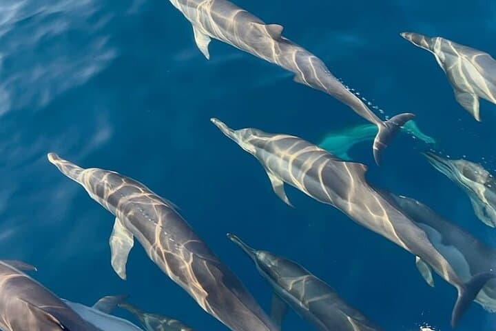 Mauritius Dolphin Swim, Turtle Watching & Île-aux-Bénitiers BBQ — Crystal Rock Boat Tour photo 3