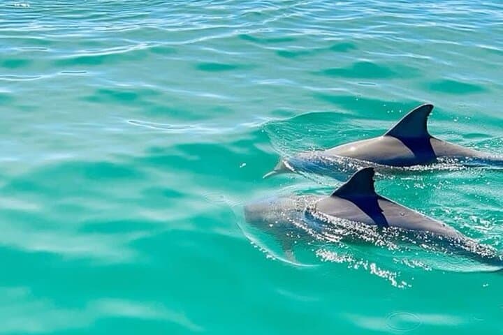 Mauritius Dolphin Swim, Turtle Watching & Île-aux-Bénitiers BBQ — Crystal Rock Boat Tour photo 4