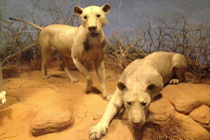 Explore the Field Museum in Chicago — Skip-the-Line Ticket & Audio Tour photo 2