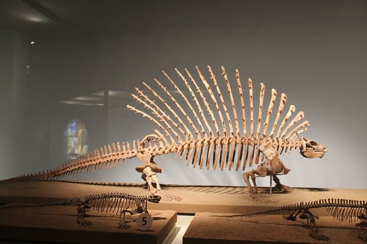 Explore the Field Museum in Chicago — Skip-the-Line Ticket & Audio Tour photo 3