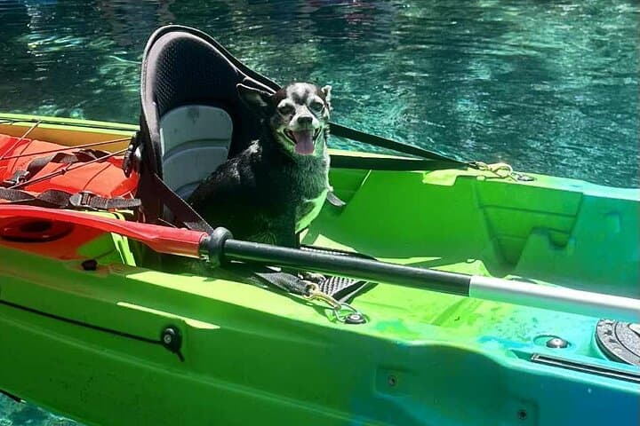 Crystal River Manatee Paddles: Snowbirds Guided Kayak & Paddleboard Sessions photo 4