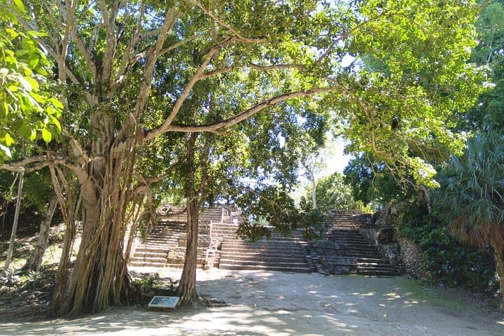 Four-Hour Jungle Tour to Chacchoben Mayan Ruins from Mahahual