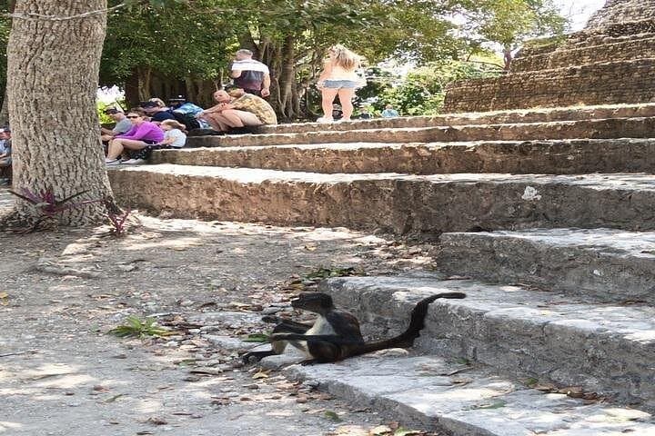Four-Hour Jungle Tour to Chacchoben Mayan Ruins from Mahahual photo 5