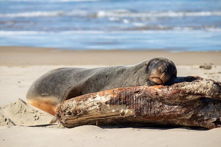 Dunedin to Invercargill via the Catlins: Nugget Point, Curio Bay & Purakaunui Falls Day Tour