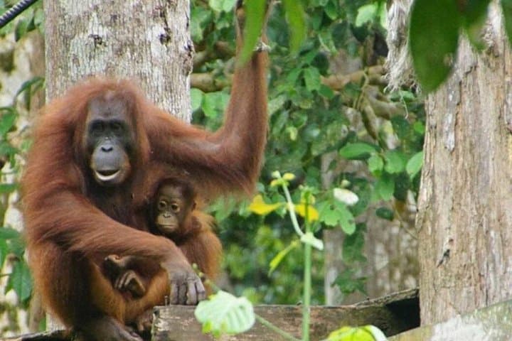 Sepilok Orangutan & Sandakan Rainforest Discovery Centre: Full-Day Wildlife Tour photo 2