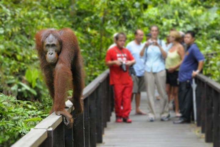 Sepilok Orangutan & Sandakan Rainforest Discovery Centre: Full-Day Wildlife Tour photo 3