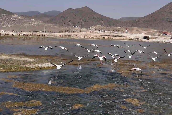 west-salalah-private-wildlife-dramatic-cliffs-ocean-swim photo 4