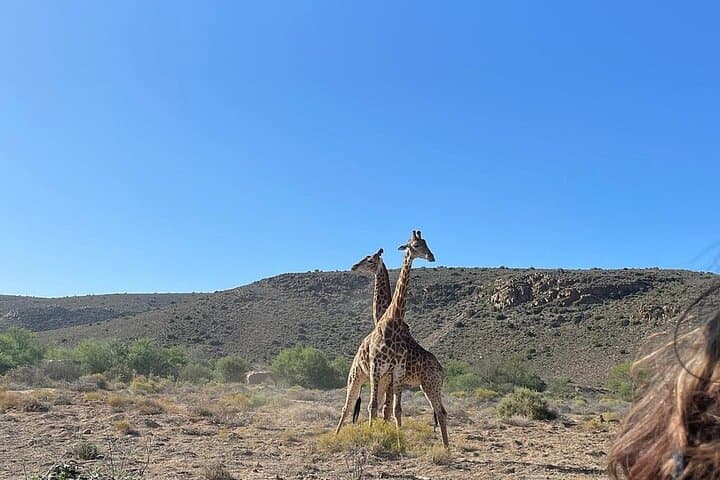 Sanbona Luxury Safari from Cape Town: 3-Day Dywaka Lodge Big Five Experience photo 6