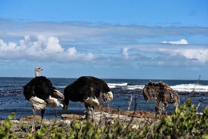 Cape Peninsula Private Tour: Table Mountain, Chapman's Peak & Boulders Beach Penguins photo 5