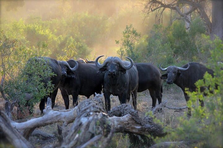 Overnight Hwange Safari from Victoria Falls: 2-Day Big Five Game Drive