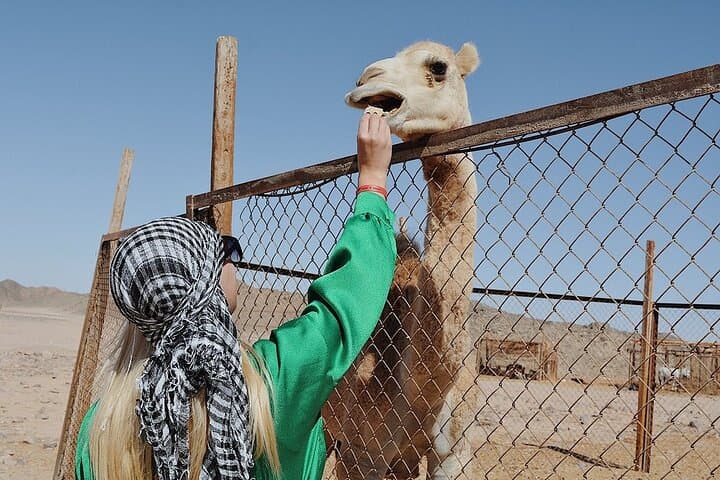 Hurghada Camel Ride: 2-Hour Desert-to-Sea Journey on Camelback