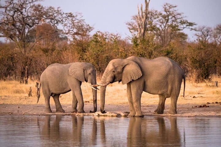Hwange National Park 3-Day Safari from Victoria Falls: Big Five Game Drives