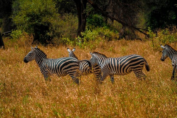 Hwange National Park 3-Day Safari from Victoria Falls: Big Five Game Drives photo 2