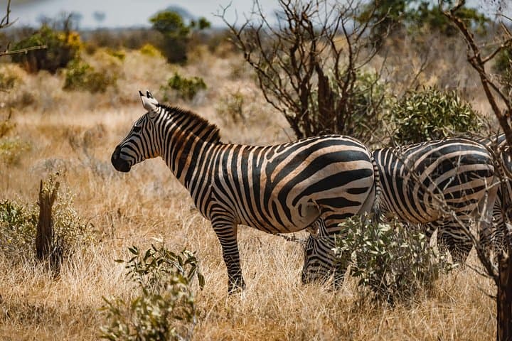 Hwange National Park 3-Day Safari from Victoria Falls: Big Five Game Drives photo 4