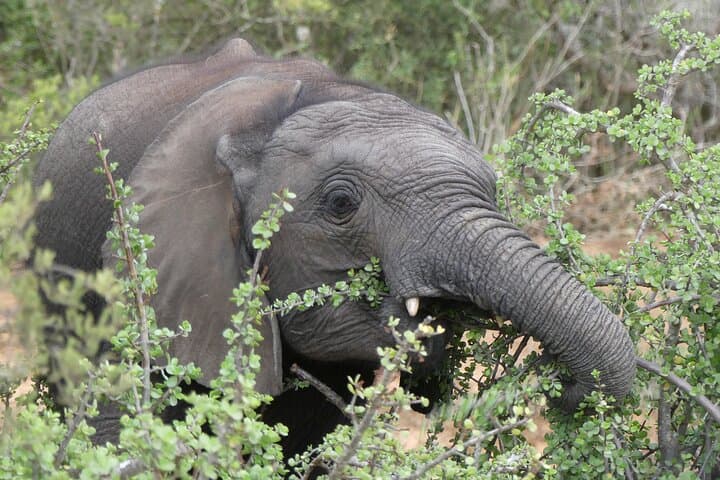 Sanbona Luxury Safari from Cape Town: 3-Day Dywaka Lodge Big Five Experience