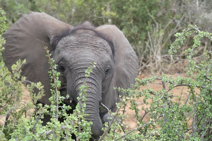 Sanbona Luxury Safari from Cape Town: 3-Day Dywaka Lodge Big Five Experience photo 5