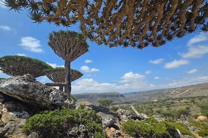 5-Day Socotra Adventure: Dragon's Blood Trees, Hoq Cave & Detwah Lagoon photo 2