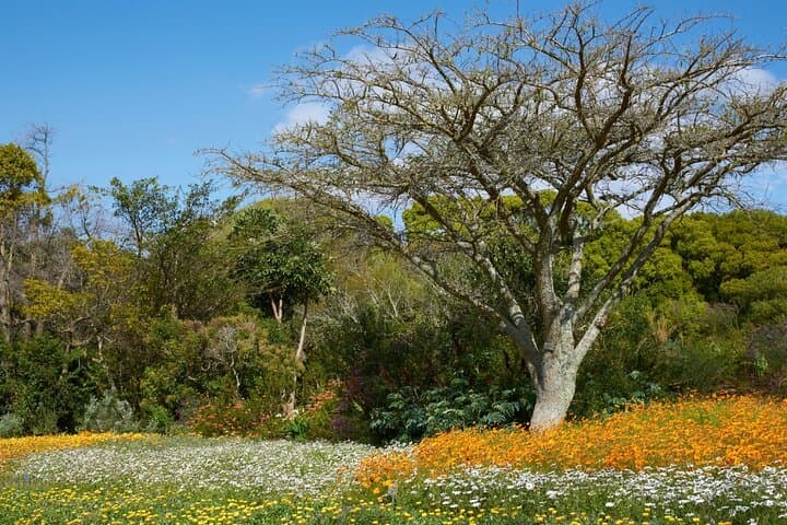 Kirstenbosch Botanical Garden Entry — Cape Town Visitor Guide photo 2