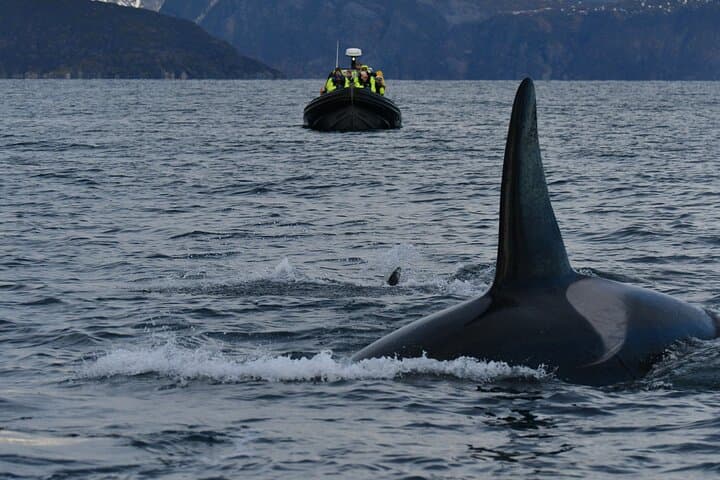 Tromsø to Skjervøy RIB Whale Watching: Full-Day Orca & Humpback Search photo 2