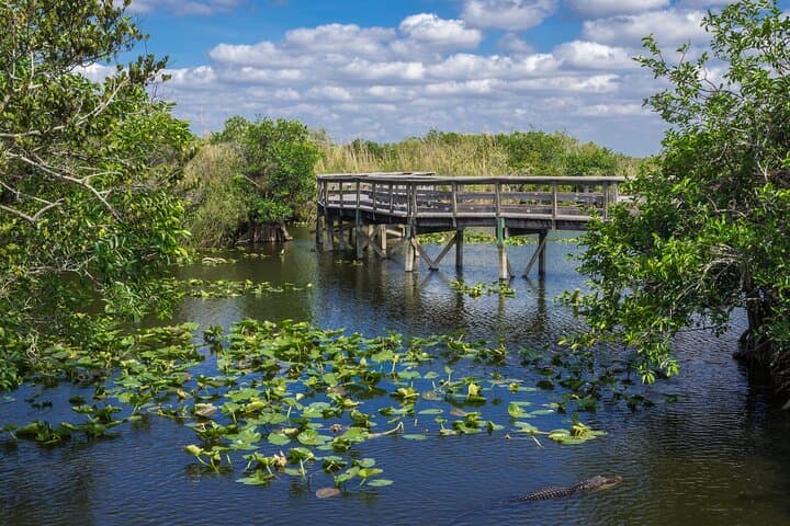 Private Everglades Daytrip from Miami: Shark Valley, Anhinga Trail & Hammocks photo 5