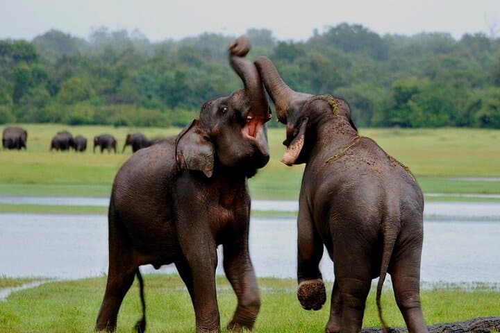 10-Day Sri Lanka Private Tour: Sigiriya, Kandy, Ella, Yala & Southern Coast