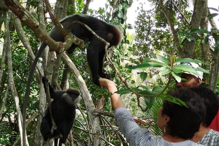 Paramotoring and Mangrove River Safari in Bentota: Coastal Flight and Wildlife Boat Tour photo 6