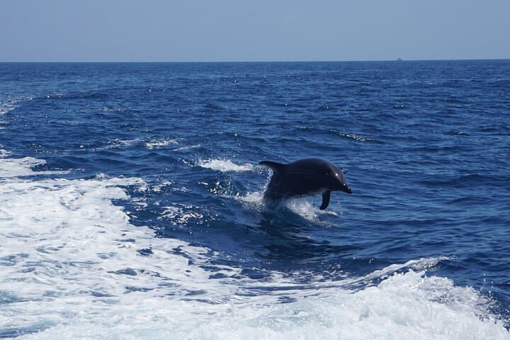 Catalina Island Dolphin and Sea Lion Tour from Avalon