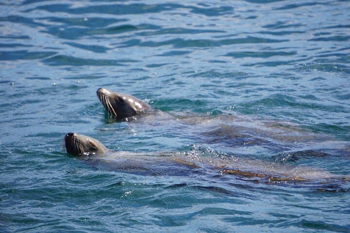 Catalina Island Dolphin and Sea Lion Tour from Avalon photo 2