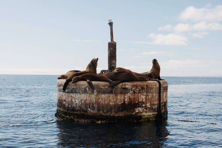 Catalina Island Dolphin and Sea Lion Tour from Avalon photo 3