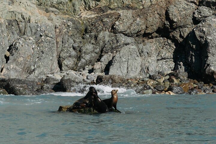 Catalina Island Dolphin and Sea Lion Tour from Avalon photo 4