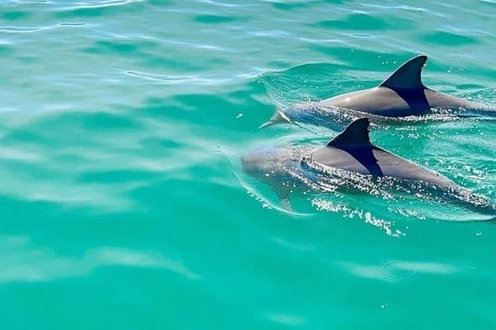 Swim with Dolphins, Snorkel Crystal Rock & BBQ Lunch — West Coast Boat Tour in Mauritius photo 3