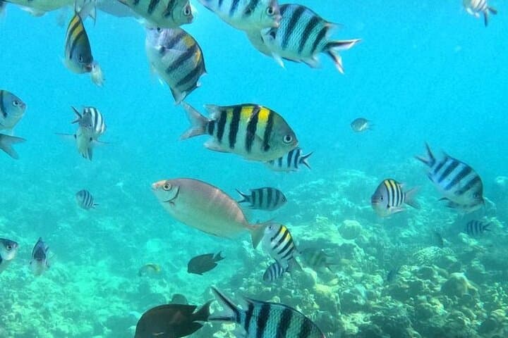 Swim with Dolphins, Snorkel Crystal Rock & BBQ Lunch — West Coast Boat Tour in Mauritius photo 4