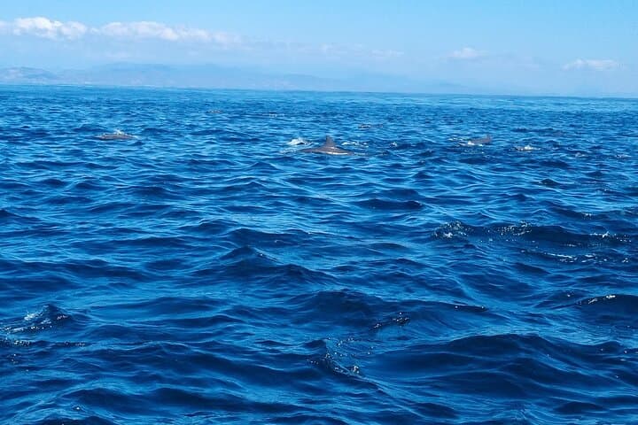 Private Family Dolphin and Whale Tour — Puerto Escondido Coastal Wildlife Cruise photo 6