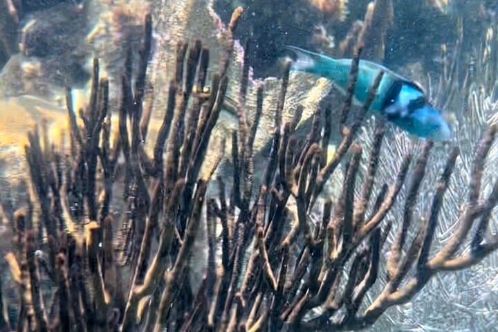 Private Boat Tour in Puerto Morelos with Lunch — Snorkel the Mesoamerican Reef