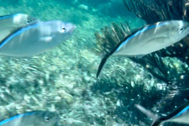 Private Boat Tour in Puerto Morelos with Lunch — Snorkel the Mesoamerican Reef photo 2