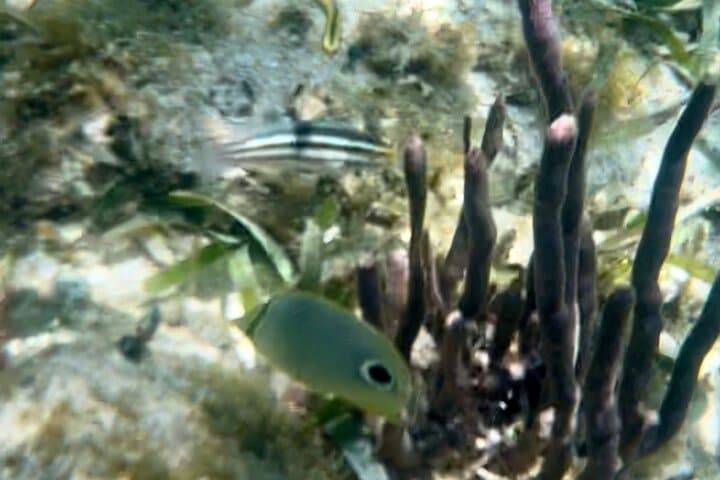 Private Boat Tour in Puerto Morelos with Lunch — Snorkel the Mesoamerican Reef photo 3